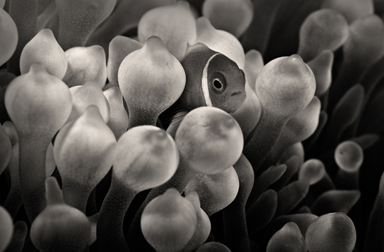 50 Beautiful Underwater Photos 38