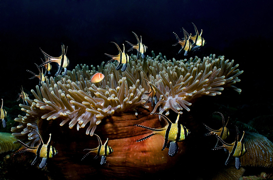 50 Beautiful Underwater Photos 39