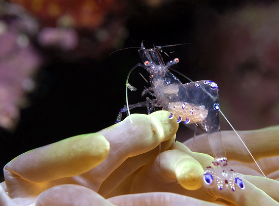 50 Beautiful Underwater Photos 40