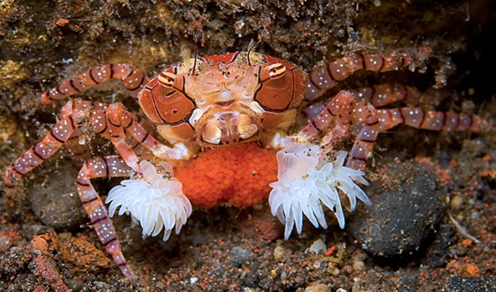 50 Beautiful Underwater Photos 41