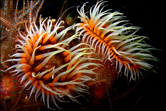 50 Beautiful Underwater Photos 5