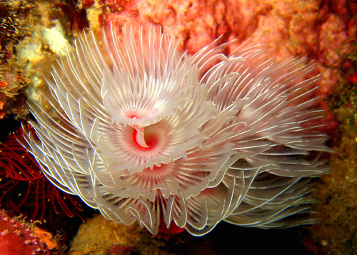 50 Beautiful Underwater Photos 6