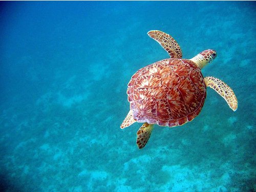 50 Beautiful Underwater Photos 7