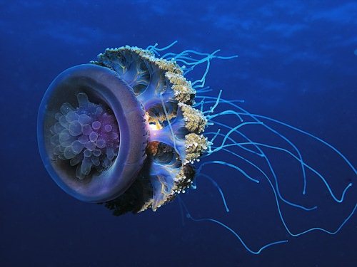 50 Beautiful Underwater Photos 8