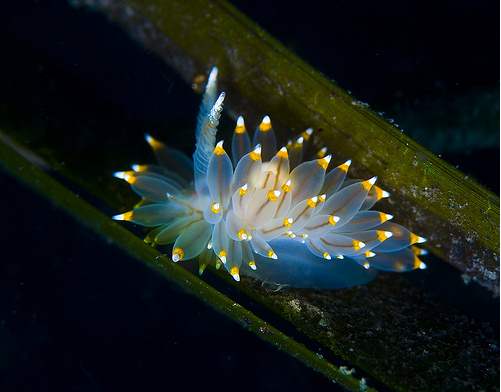 50 Beautiful Underwater Photos 9