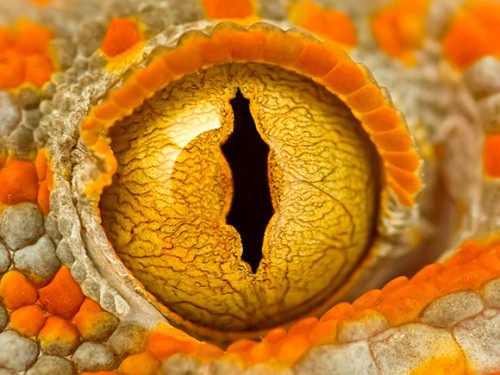 56 Breathtaking Examples of Macro Photography 1