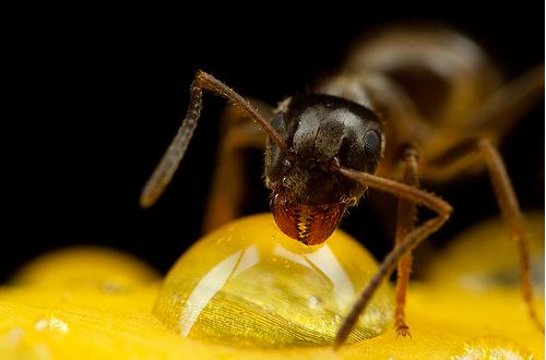 56 Breathtaking Examples of Macro Photography 6