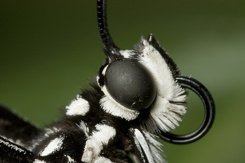 56 Breathtaking Examples of Macro Photography 7