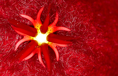 56 Breathtaking Examples of Macro Photography 8