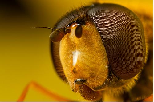 56 Breathtaking Examples of Macro Photography 9