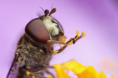 56 Breathtaking Examples of Macro Photography 10