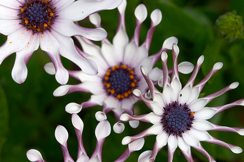 56 Breathtaking Examples of Macro Photography 11