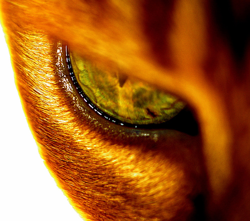 56 Breathtaking Examples of Macro Photography 13