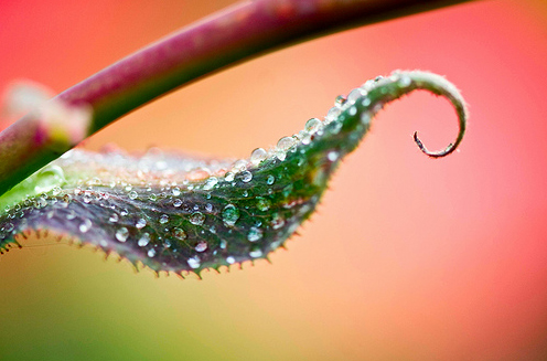 56 Breathtaking Examples of Macro Photography 14