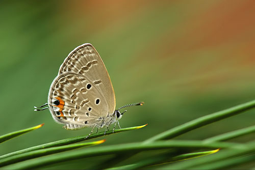 56 Breathtaking Examples of Macro Photography 15