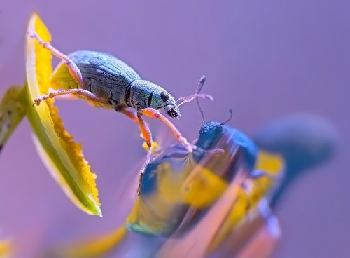 56 Breathtaking Examples of Macro Photography 3