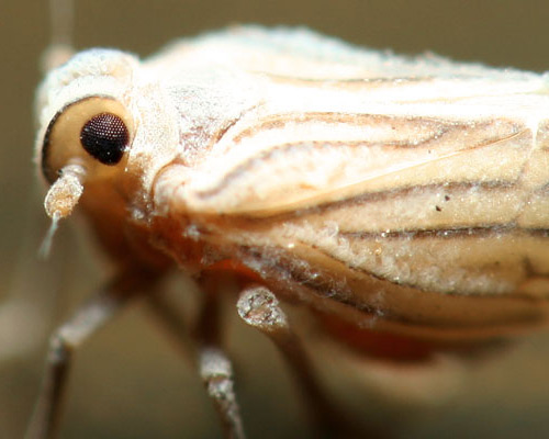 56 Breathtaking Examples of Macro Photography 17