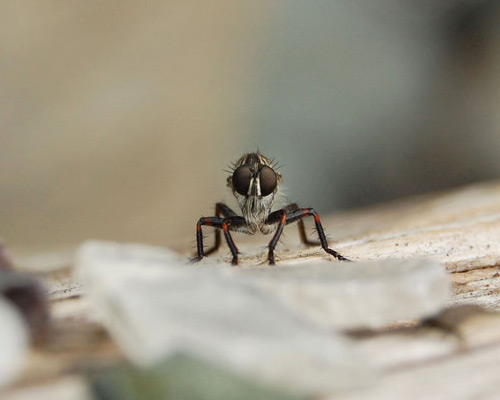 56 Breathtaking Examples of Macro Photography 18