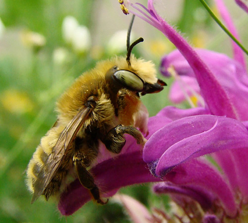 56 Breathtaking Examples of Macro Photography 19