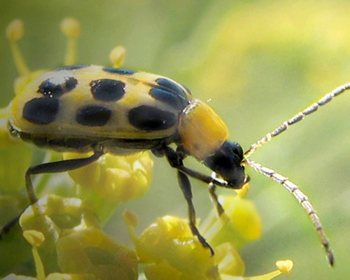 56 Breathtaking Examples of Macro Photography 20