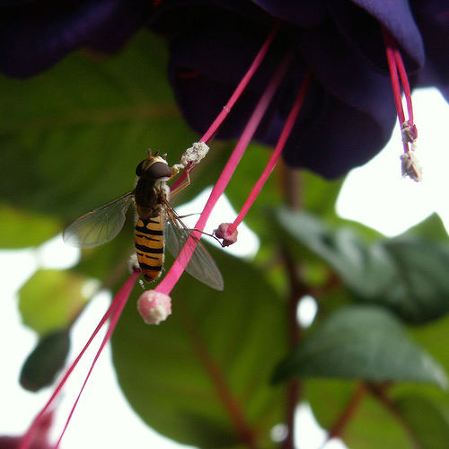 56 Breathtaking Examples of Macro Photography 21