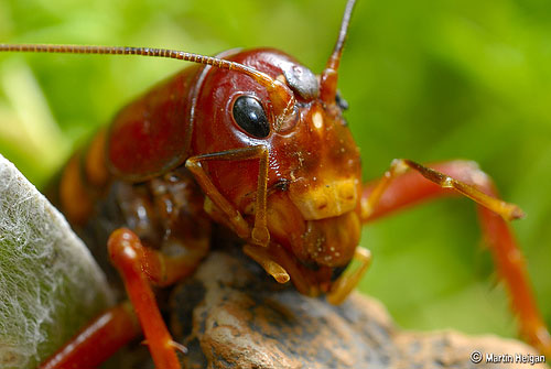 56 Breathtaking Examples of Macro Photography 22