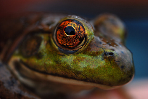 56 Breathtaking Examples of Macro Photography 23