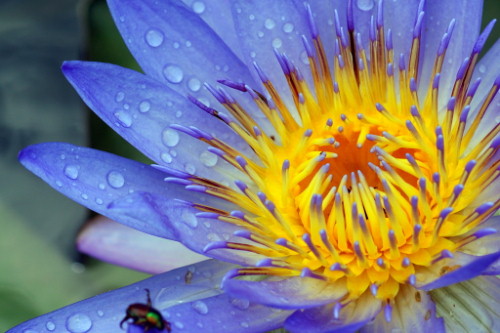 56 Breathtaking Examples of Macro Photography 24