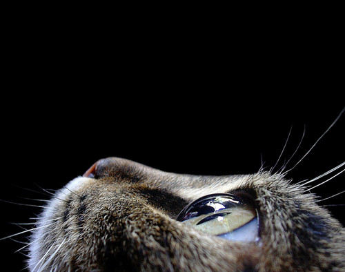 56 Breathtaking Examples of Macro Photography 25