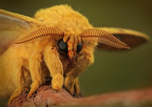 56 Breathtaking Examples of Macro Photography 26