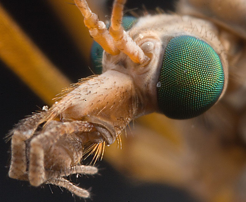 56 Breathtaking Examples of Macro Photography 27