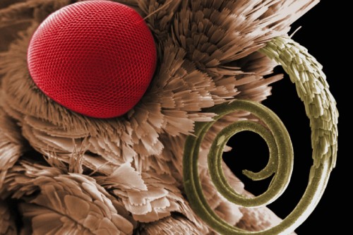 56 Breathtaking Examples of Macro Photography 28
