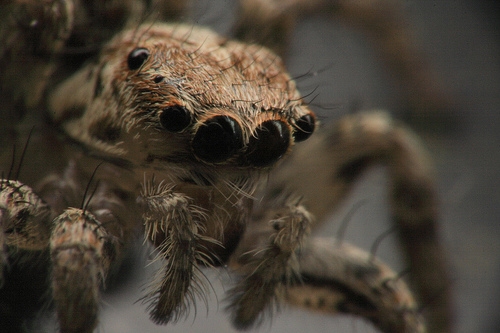 56 Breathtaking Examples of Macro Photography 29
