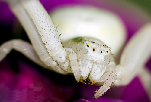 56 Breathtaking Examples of Macro Photography 30