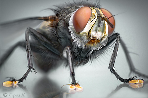 56 Breathtaking Examples of Macro Photography 31