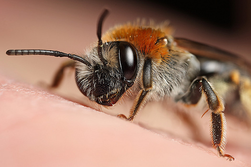 56 Breathtaking Examples of Macro Photography 4
