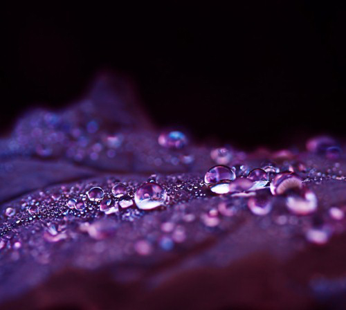 56 Breathtaking Examples of Macro Photography 5