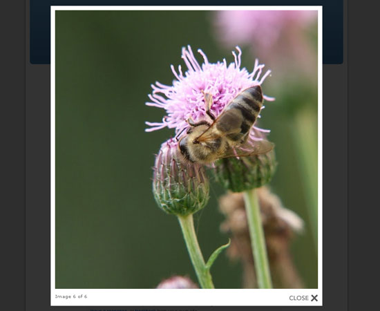20 Most Efficient jQuery Lightbox Plugins 12