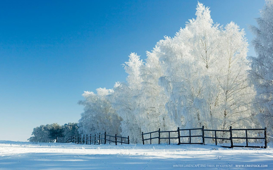 15 Free Beautiful Christmas Wallpapers for Your Desktop 10