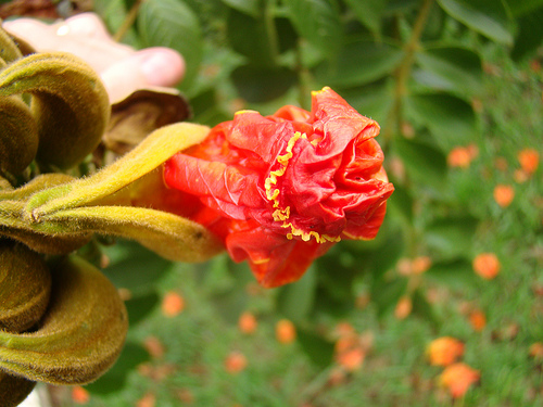 30 Free High Resolution Images for Commercial Use from Flickr Part-1 6