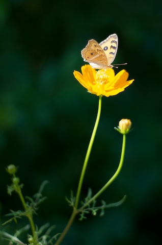 30 Free High Resolution Images for Commercial Use from Flickr Part-1 9