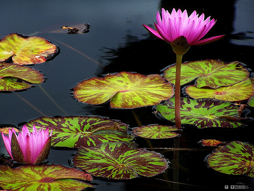 30 Free High Resolution Images for Commercial Use from Flickr Part-1 10