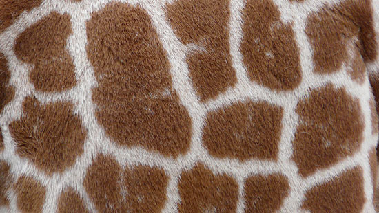 10 Free Animal Fur and Skin Texture Pack