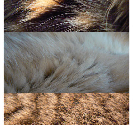 10 Free Animal Fur and Skin Texture Pack 3