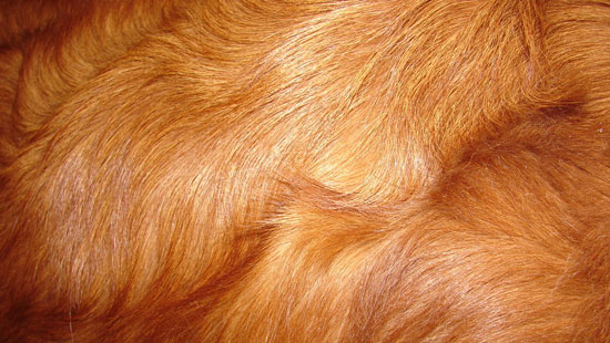 10 Free Animal Fur and Skin Texture Pack 7