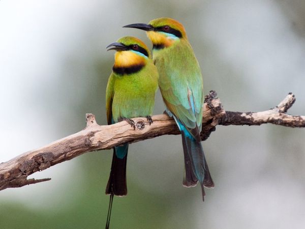 75 Beautiful Birds Photography for Inspiration 1 75 Beautiful Birds Photography for Inspiration 1