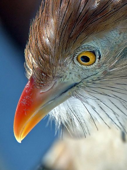 75 Beautiful Birds Photography for Inspiration 11 75 Beautiful Birds Photography for Inspiration 11
