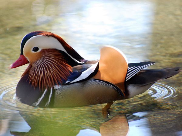 75 Beautiful Birds Photography for Inspiration 12 75 Beautiful Birds Photography for Inspiration 12