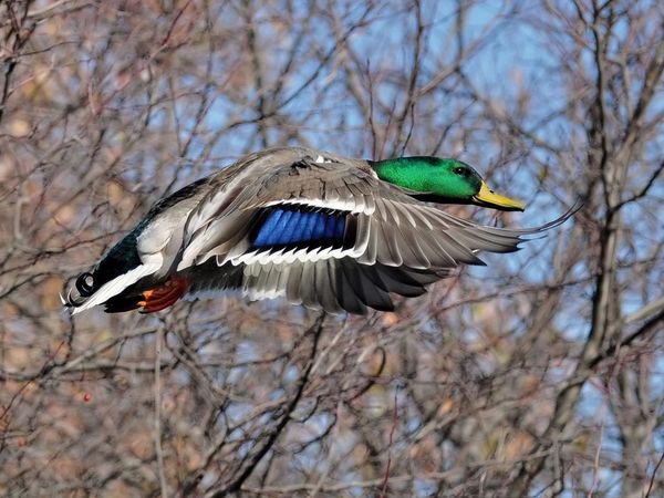 75 Beautiful Birds Photography for Inspiration 16 75 Beautiful Birds Photography for Inspiration 16