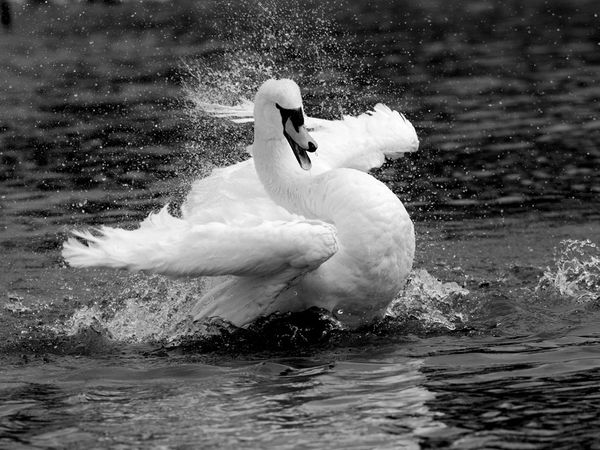 75 Beautiful Birds Photography for Inspiration 19 75 Beautiful Birds Photography for Inspiration 19